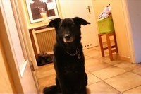 動物あるあるですが、見てるときは動かず、目をそらした瞬間に!!!