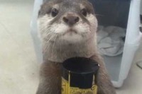 なんとこのカワウソのピース君、お手伝い上手なんです!
