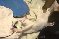 だら～んと、これでもかというくらいの伸びようですが・・・。