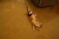 わんこだからって、みんなが散歩好きとは限りません!