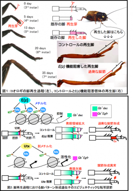 コオロギの脚再生過程（上図左）、コントロールE（z）機能阻害個体の再生脚（上図右）。脚再生過程における脚パターン形成遺伝子のエピジェネティックな転写調節（下図）。（岡山大学の発表資料より）