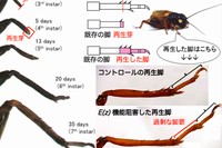 コオロギの脚再生過程（上図左）、コントロールE（z）機能阻害個体の再生脚（上図右）。脚再生過程における脚パターン形成遺伝子のエピジェネティックな転写調節（下図）。（岡山大学の発表資料より）
