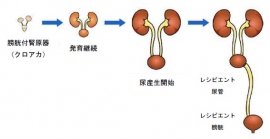 東京慈恵会医科大学の横尾隆教授らの研究グループは、ラットとクローンブタ体内で再生腎臓の尿排泄路を構築することに成功した。（東京慈恵会医科大学などの発表資料より）