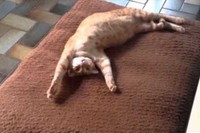 それにしてもこの姿、もう怒る気も失せますね・・・笑。