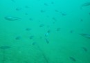 生簀網の中を泳ぐ人工孵化キハダ稚魚。（近畿大学などの発表資料より）