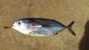 海面生簀での飼育が終わり、再び陸上水槽に運ばれて飼育されているキハダ幼魚。写真は水槽壁面に衝突死した個体。全長約30cm。（近畿大学などの発表資料より）