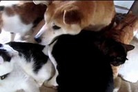 ネコちゃんに取り囲まれているわんこ!どんないじめか～!?