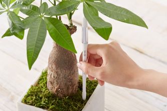 『Sustee』（キャピノチェ発覚使用）