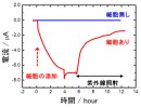 電気化学反応容器へのA.ferrooxidansの細胞添加による電流生成の確認。赤線は細胞あり、青線は細胞無しの結果を示す。細胞添加直後からマイナスの電流が上昇し、紫外線照射(黒線)後徐々に電流が減少したことが分かる。(理化学研究所の発表資料より) 電気化学反応容器へのA.ferrooxidansの細胞添加による電流生成の確認。赤線は細胞あり、青線は細胞無しの結果を示す。細胞添加直後からマイナスの電流が上昇し、紫外線照射(黒線)後徐々に電流が減少したことが分かる。(理化学研究所の発表資料より)