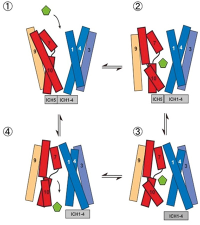 基質輸送に伴うGLUT5の構造変化モデルを示す図（京都大学の発表資料より）