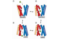 基質輸送に伴うGLUT5の構造変化モデルを示す図（京都大学の発表資料より）