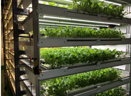 植物工場の写真。（三菱化学の発表資料より）