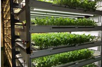 植物工場の写真。（三菱化学の発表資料より）