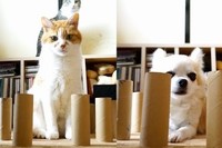 トイレットペーパーの芯でぐるっと周囲を囲まれたらどうするのか!