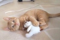 帰宅した飼い主を見て、あれ!?待てよ、こっちの方が面白い!!