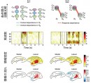 抽出された2つのネットワーク構造:S1とS2。S1とS2の条件ごとの活動の強さの違い、課題時系列での周波数ごとの活動の強さ、情報密度、情報の流れを示す。条件間の活動比較では、左側にC+,右側にC-条件を示す。情報密度は色の濃いものほど情報が多く流れていることを示し、情報の流れは、情報を出している部位が赤く、受け取っている部位が青く示されている。(理化学研究所の発表資料より) 抽出された2つのネットワーク構造:S1とS2。S1とS2の条件ごとの活動の強さの違い、課題時系列での周波数ごとの活動の強さ、情報密度、情報の流れを示す。条件間の活動比較では、左側にC+,右側にC-条件を示す。情報密度は色の濃いものほど情報が多く流れていることを示し、情報の流れは、情報を出している部位が赤く、受け取っている部位が青く示されている。(理化学研究所の発表資料より)