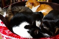狭くてギュウギュウになりながらも猫用ベッドに集まって寝るねこ。