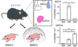 今回の研究では、攻撃行動でBSTrhが、養育行動でcMPOAがそれぞれ活性化することが示された。cMPOAは攻撃行動時にもある程度活性化するが、養育行動時ほど顕著ではない。これらの結果は、子に金網をかけて、実際に攻撃行動や養育行動ができない状況にしても基本的に同様だった(図中の結果は直接呈示群のみ)。対照群は、2時間単独でいたオスマウス(単独)。(理化学研究所の発表資料より) 今回の研究では、攻撃行動でBSTrhが、養育行動でcMPOAがそれぞれ活性化することが示された。cMPOAは攻撃行動時にもある程度活性化するが、養育行動時ほど顕著ではない。これらの結果は、子に金網をかけて、実際に攻撃行動や養育行動ができない状況にしても基本的に同様だった(図中の結果は直接呈示群のみ)。対照群は、2時間単独でいたオスマウス(単独)。(理化学研究所の発表資料より)