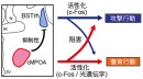 父性養育行動に関わる神経回路の概要を示す図。BSTrhは攻撃行動を促進しcMPOAは養育行動を促進するという、互いに相反する機能を持つ。cMPOAは抑制性の投射をBSTrhにのばしBSTrhの働きを抑えている。一方BSTrhもcMPOAを阻害する機能を示すが限定的であり、間接的なメカニズムであることが考えられる。(理化学研究所の発表資料より) 父性養育行動に関わる神経回路の概要を示す図。BSTrhは攻撃行動を促進しcMPOAは養育行動を促進するという、互いに相反する機能を持つ。cMPOAは抑制性の投射をBSTrhにのばしBSTrhの働きを抑えている。一方BSTrhもcMPOAを阻害する機能を示すが限定的であり、間接的なメカニズムであることが考えられる。(理化学研究所の発表資料より)