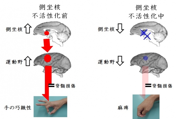 サルは脊髄損傷後の約1カ月で、側坐核の働きが高まるとともに（側坐核↑）、大脳皮質運動野の働きも高まり（運動野↑）、手の巧緻性運動が機能回復していたが、側坐核を不活性化させると（側坐核↓）、大脳皮質運動野の神経活動が低下して（運動野↓）、再び手の巧緻性運動に障害が見られるようになった。（生理学研究所の発表資料より）