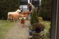 大きな荷物を楽し気に何度も運んでは取りに行くわんこ!