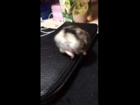 こんなところで眠くなってしまったハムスター気づいたときに・・・。