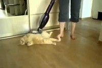 体を掃除機で吸われるネコ。