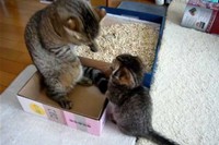 なぜか果敢にお父さん猫に絡んでいく仔猫のパンチが可愛すぎる!
