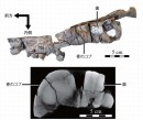 北海道から産出したヴァンダフーフィウスの右下顎標本。標本背面図(上)と標本のマイクロ CT 断層図(下) (研究グループの発表資料より) 北海道から産出したヴァンダフーフィウスの右下顎標本。標本背面図(上)と標本のマイクロ CT 断層図(下) (研究グループの発表資料より)