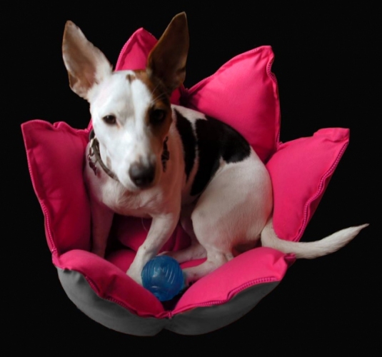 愛犬にも！（グッドハウス発表資料より）