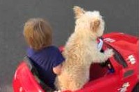 ベテランの域に入っているわんこの運転技術にびっくりほんや!