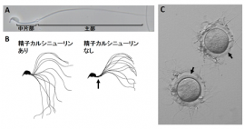 A: マウスの精子。精子尻尾は主に中片部と主部に分けられる。B: 運動中の精子尻尾の経時的変化。精子カルシニューリンを欠損した精子では、中片部(矢印)だけが屈曲しなくなる。C: 精子カルシニューリンがない精子は、卵の周りにある透明帯(矢印)に結合できるが通過できずに不妊となる。(筑波大学の発表資料より) A: マウスの精子。精子尻尾は主に中片部と主部に分けられる。B: 運動中の精子尻尾の経時的変化。精子カルシニューリンを欠損した精子では、中片部(矢印)だけが屈曲しなくなる。C: 精子カルシニューリンがない精子は、卵の周りにある透明帯(矢印)に結合できるが通過できずに不妊となる。(筑波大学の発表資料より)