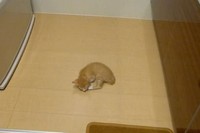保護した仔猫ちゃんだそうです。