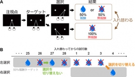 A:サルに対して行った実験の一試行の流れを示す図。サルが注視点を一定時間見ると、両脇にターゲットが呈示されます。どちらか一方のターゲットを目で見て選択すれば50%の確率で報酬が得られますが、もう一方を選んでも報酬は得られない。B:サルの行動の典型例。サルが選んだターゲットの位置とその結果(報酬or無報酬)を表す。水滴は報酬が得られたことを表し、×印が付いたものは報酬が得られなかったことを表す。(研究グループの発表資料より) A:サルに対して行った実験の一試行の流れを示す図。サルが注視点を一定時間見ると、両脇にターゲットが呈示されます。どちらか一方のターゲットを目で見て選択すれば50%の確率で報酬が得られますが、もう一方を選んでも報酬は得られない。B:サルの行動の典型例。サルが選んだターゲットの位置とその結果(報酬or無報酬)を表す。水滴は報酬が得られたことを表し、×印が付いたものは報酬が得られなかったことを表す。(研究グループの発表資料より)