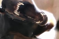 ドーベルマンの顔のより小さい仔猫ですが、果敢に攻め込みます!