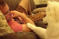 ねぇねぇ、抱っこしてよと甘えてくるサモエドのパピー!