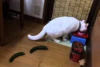 今度は2本置いてみたそうですが・・・やっぱりこうなりました。