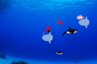 赤ちゃんに遊ばせたい簡単アプリ - Android アプリ 「1歳からの水族館ｱﾌﾟﾘ」