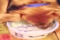 お皿に描かれた骨を一生懸命取ろうとするわんこですが…残念。