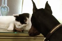 あのちっちゃかった仔猫が今やこんなに大きくなりました!