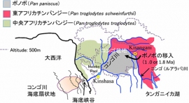 チンパンジー属の分布とボノボの移入経路を示す図（京都大学の発表資料より）
