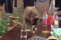 コップに手を入れて水を飲んでいたのですが、いつの間にか!?