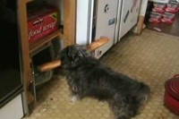 嬉しそうに長いパンを加えてハウスに戻ってきたのですが・・・。