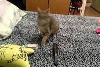 くしゃみをするネコの後ろを見ててください!一瞬です!!