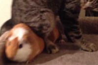 猫ちゃんのスペースにいるモルモットがどいてくれないとイラ!