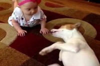 ハイハイを教えているワンちゃんは赤ちゃんが大好きなんです!