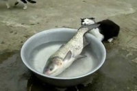 体くらい大きな魚を奪おうと試みますが、撃沈してしまいます。