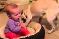 赤ちゃんに自分のベッドを取られたわんこのファイトをご覧ください。