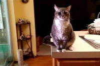 声をかけるたびにとても丁寧なごあいさつをしてくれる猫ちゃん!