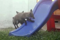 滑り台で遊んでいる二匹のこぎつねのかわいさにやられっぱなしです。